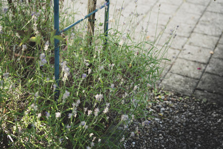herbs in a garden with many aromas and a delicious scentの写真素材