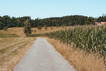Cornfield of a farm in Switzerland Europeの写真素材
