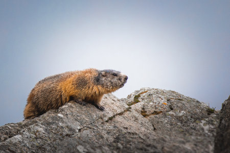 Cute marmot on a mountainの写真素材