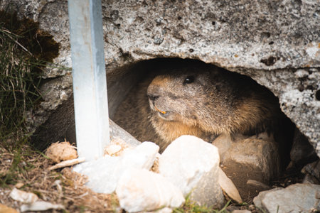 Cute marmot on a mountainの写真素材