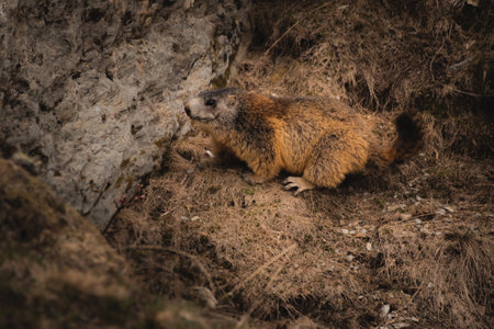 Cute marmot on a mountainの写真素材