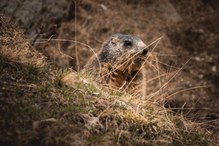 Cute marmot on a mountainの写真素材