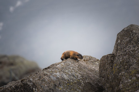 Cute marmot on a mountainの写真素材