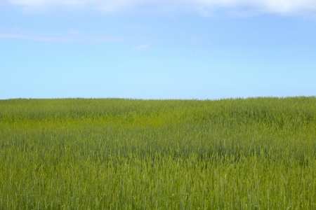Green grass and blue skyの写真素材
