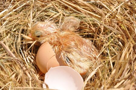 a little chicken in the nestの写真素材