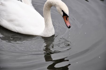 wild swan on the lakeの写真素材