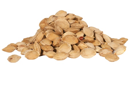 a handful of small apricot seeds isolated on whiteの写真素材