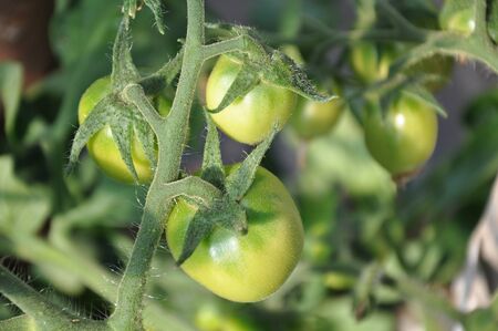 green tomatoes in the gardenの写真素材