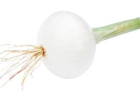 fresh white onion isolated on white with rootsの写真素材