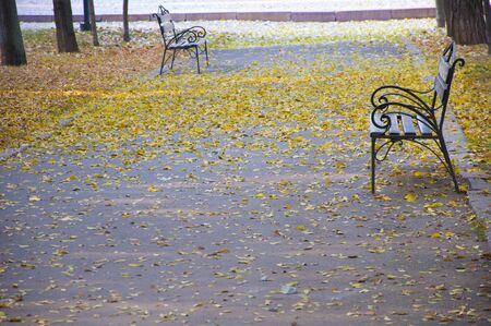 two beautiful benches in autumn parkの写真素材