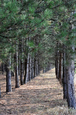 forest in autumn the rows of pinesの写真素材