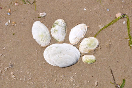 seashells maked as footstep on the soggy sandの写真素材
