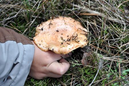 mushroomの写真素材