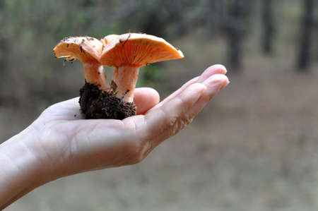 girl holding a mushroomの写真素材