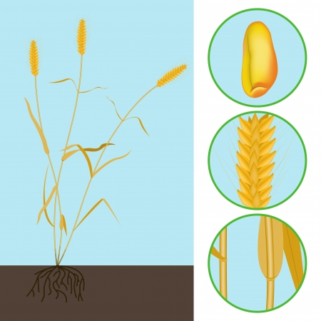 wheat as a plant with parts of the stem, ear and grainのイラスト素材