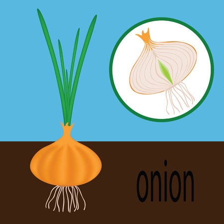how to grow onions in the gardenの写真素材