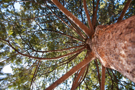 pine tree view from the bottom upの写真素材