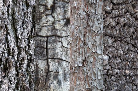 September texture of bark of different treesの写真素材