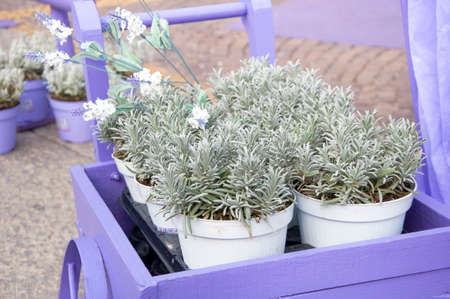 pots with lavender in a decorative wheelbarrowの写真素材