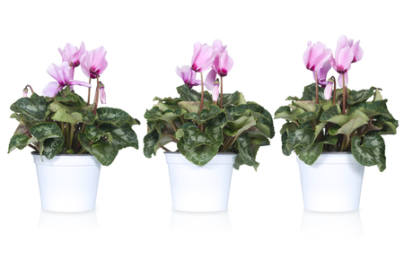 set of cyclamen or alpine violets isolated on whiteの写真素材