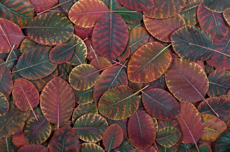 background of beautiful autumn leavesの写真素材