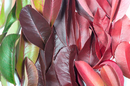 rainbow background of autumn leavesの写真素材