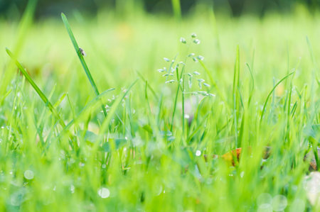 beautiful green grass in autumn park