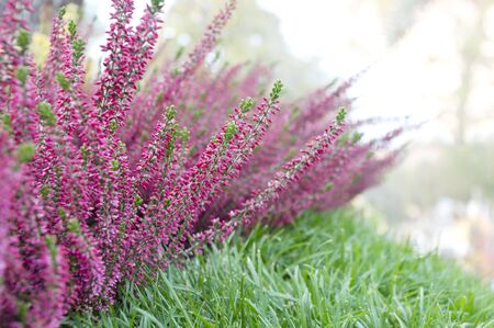 flowerbed with purple flowers in autumn parkの写真素材