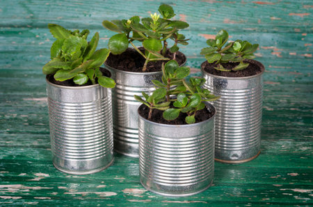 flowers in pots of cans on wooden background