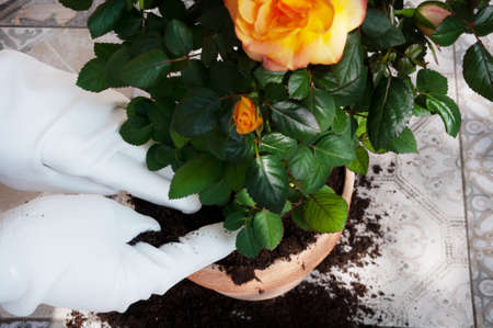 planting a yellow rose in a flowerpotの写真素材