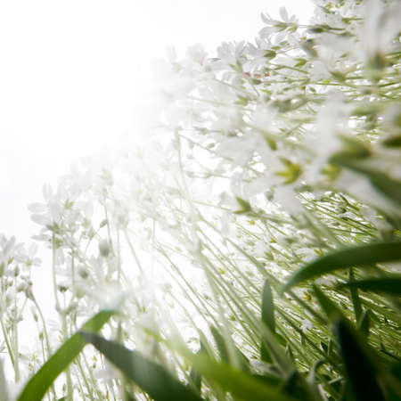 beautiful white flowers in a flower bed, bottom view of the skyの写真素材