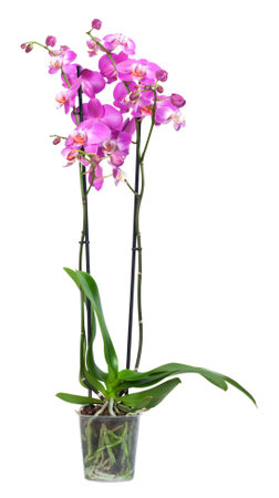 Beautiful purple orchid isolated on white background. studio shot.の写真素材