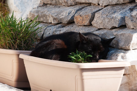 black cat resting in the yard in a flower potの写真素材