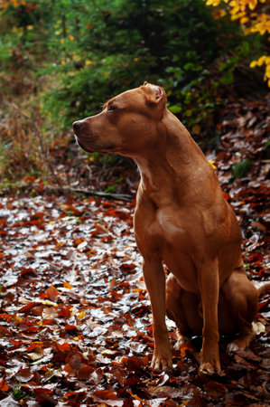 red pitbull dog sits in the autumn parkの写真素材