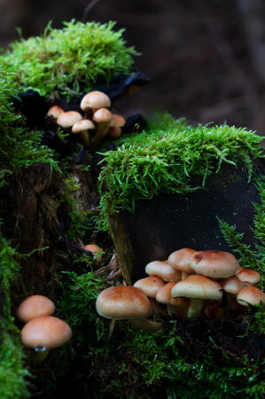 mushrooms on a stump in the autumn forestの写真素材