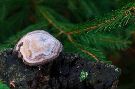 mushroom on a stump in the autumn forestの写真素材