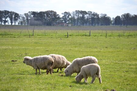 Sheeps on the fieldの写真素材