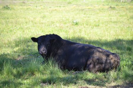 Bull  on the fieldの写真素材