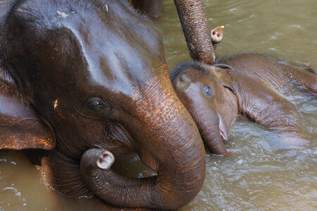 A Young elephant Playing with It\\の写真素材