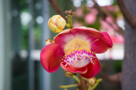 red flower in the garden.の写真素材
