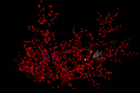 Abstract image of bokeh lights in the dark.の写真素材