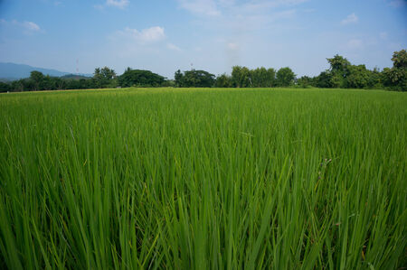 rice field on blue sky background.の写真素材