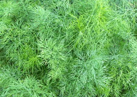 Dill plant in the garden. Green background with dill. Fennel leavesの写真素材