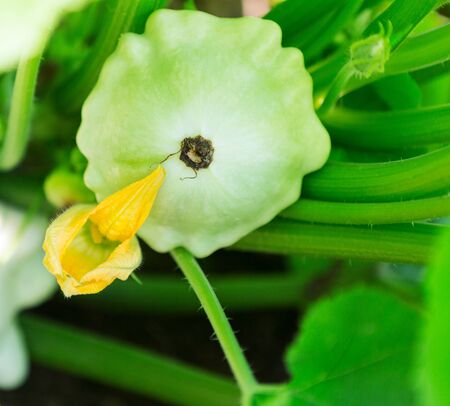 Pattypan squash plant.  Pattypan squash flower. Green vegetable marrow growing on bushの写真素材