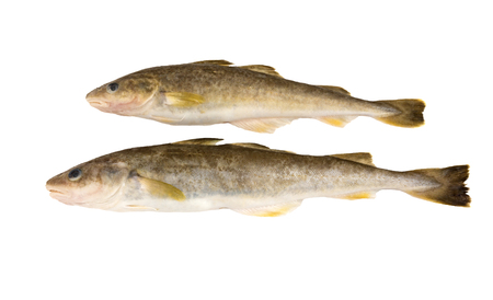Raw fish isolated on white background. Navaga fish.  Saffron cod.の写真素材