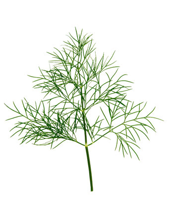 Branch of fresh green dill herb leaves isolated on white background.の写真素材