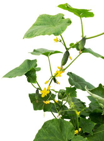 Cucumber plant. Cucumber with leafs and flowers isolated on white background.
Cucumbers in the garden
の写真素材