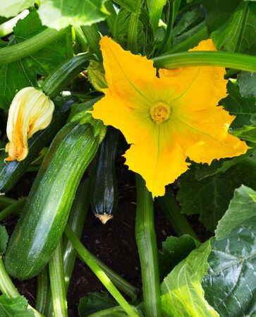 Zucchini plant.  Zucchini flower. Green vegetable marrow growing on bushの写真素材