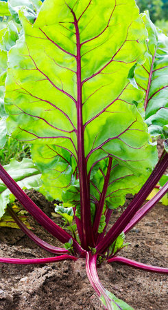 Beetroot growing. Beetroot leaf. Leaves of a beet plant in the organic vegetable garden.