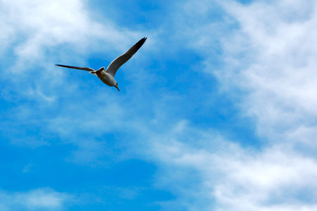 Flying seagull in sky with clouds. Pacific Ocean.